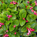 Begonia Double Geneva Red Rooted Starter Plant