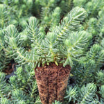 Small Blue Spruce Sedum starter, rooted, ready for planting.