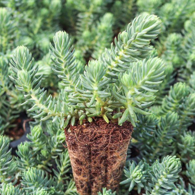 Small Blue Spruce Sedum starter, rooted, ready for planting.