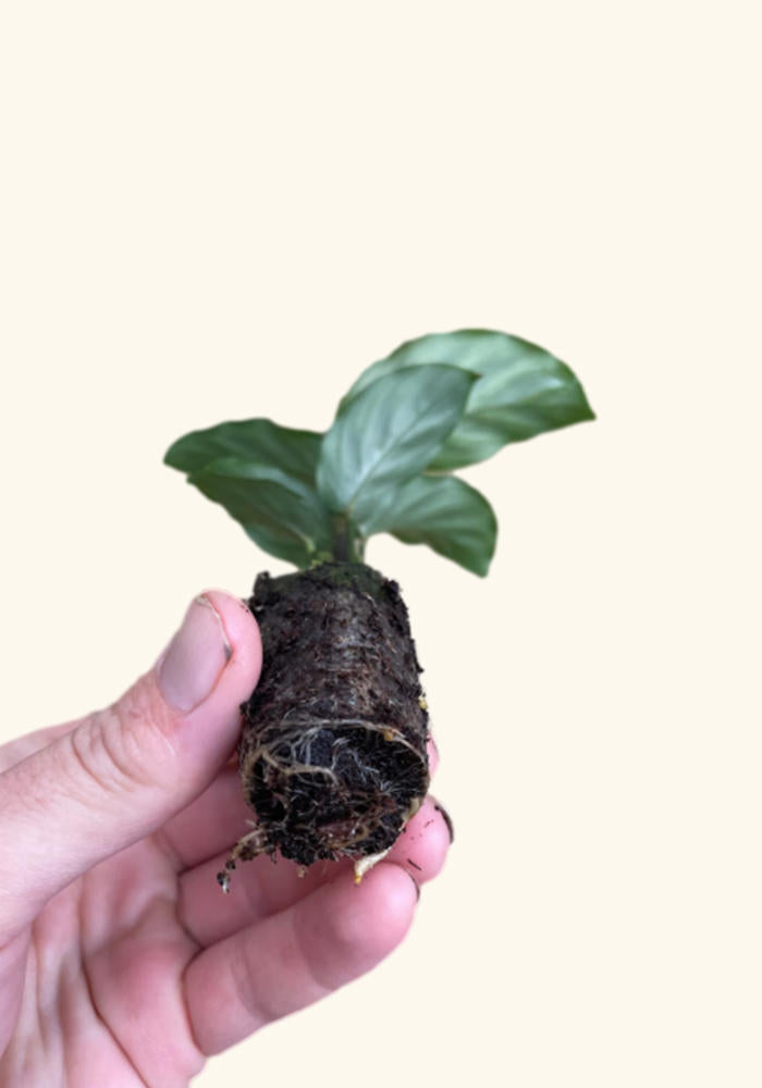 Freddie Calathea, rooted. Healthy plant, hand held.