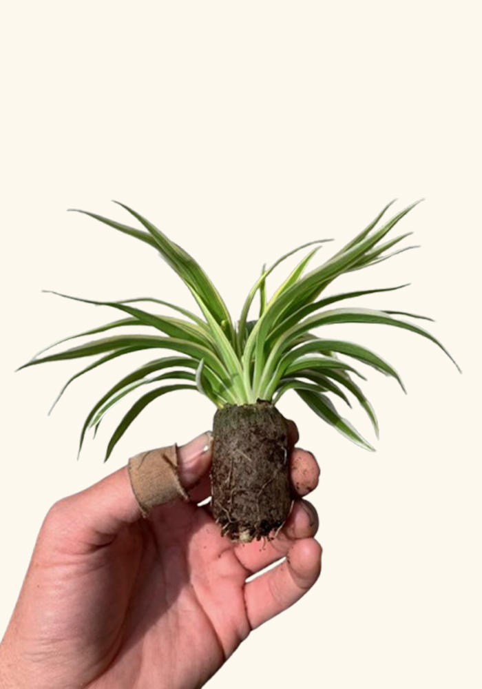 Rooted Spider Plant, Chlorophytum, US plant.