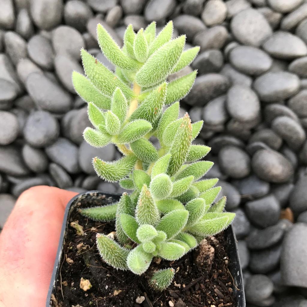 Crassula Mesembryanthemoides, rooted starter succulent, held in hand, fuzzy.