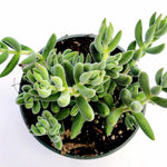 Crassula Mesembryanthemoides, showing growth habit in a pot.