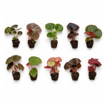 Live Begonia Plants 10 Pack assorted rooted starter plants from Divine Roots