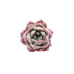 Echeveria Blue Bird Rooted Starter Plant