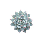 Echeveria Blue Bird a low-maintenance houseplant from USA