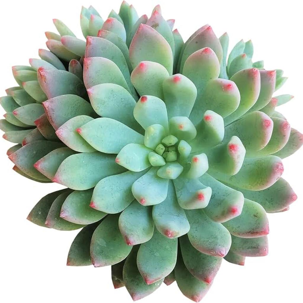 Echeveria Blue Elf, rosette with pink tips, top view.