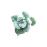 Echeveria Frosty Rooted Starter Plant