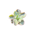 Echeveria Giant Blue Rooted Starter Plant live Echeveria from Divine Roots