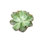 Echeveria Giant Blue