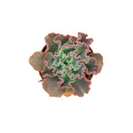 Echeveria Shaviana a popular indoor houseplant in the USA is known for its elegant ruffled edges and easy care