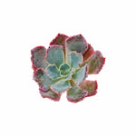Echeveria Shaviana Rooted Starter Plant