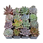 Echeveria plants, USA, succulent set.