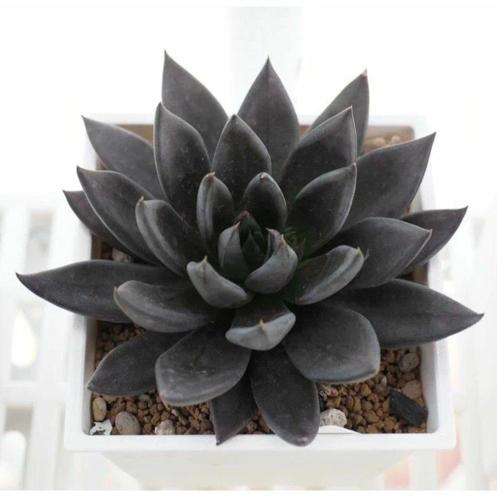 Dark Echeveria Succulent, Black Knight, in a white square pot.