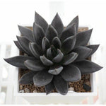 Dark Echeveria Succulent, Black Knight, in a white square pot.