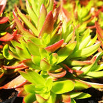 Echeveria Pringlei Succulent