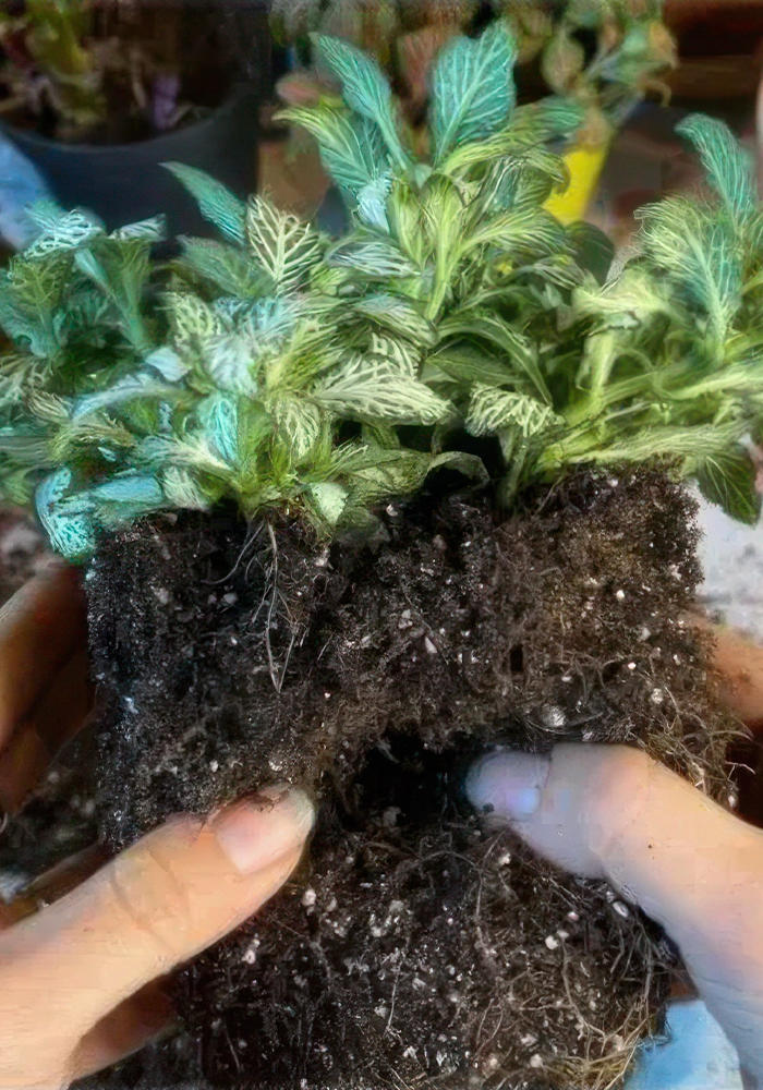 Rooted Skeleton Fittonia. Plant with exposed roots.