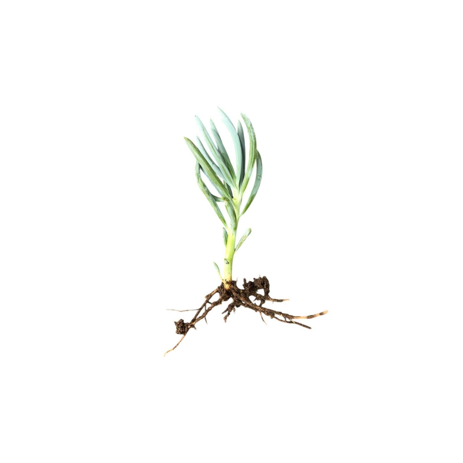 Senecio Mandraliscae Blue Rooted Starter Plant