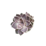 Indoor Echeveria Diffractens succulent featuring its delicate blend of pale purple and gray a resilient plant for the USA