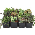 Succulent plants for indoors, variety pack, pots.