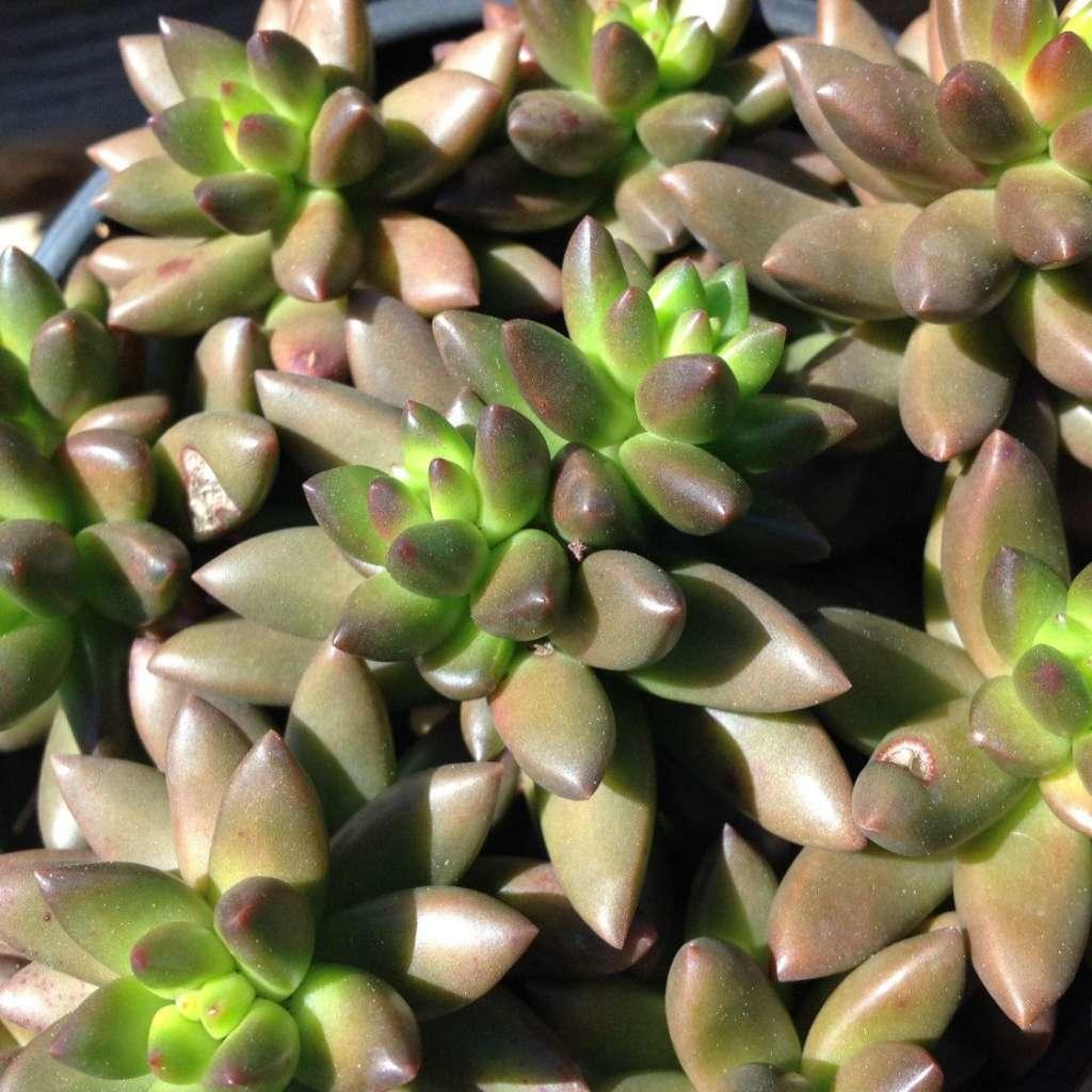 Small Jet Beads Sedeveria starter, rooted, showing leaf details.