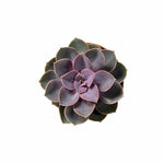 Low-maintenance indoor plant Echeveria Perle von Nurnberg displaying its lovely dark purple rosette common in the USA