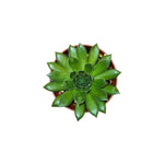 Sempervivum Kalinda Succulent