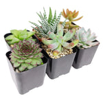 Pet-safe succulents, small potted plants.