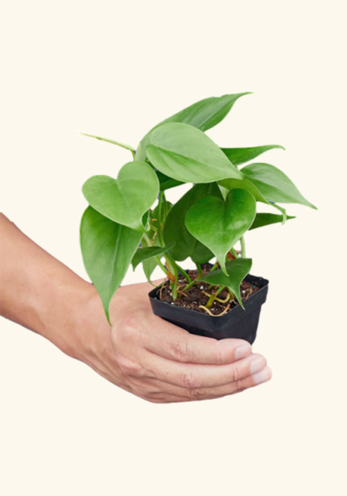 Philodendron Cordatum starter, US rooted plant
