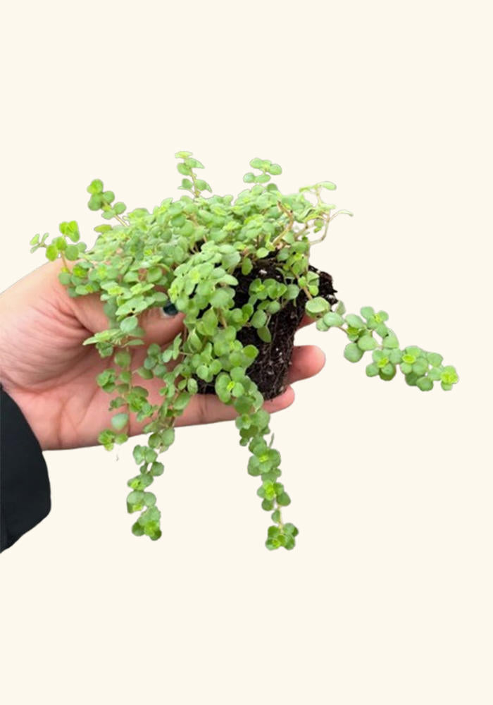 Pilea Tiny Tears. Rooted starter plant, small leaves.