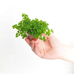 Baby Tears rooted plant, Pilea. Hand holding small pot, green leaves.