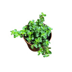 Pilea Baby Tears