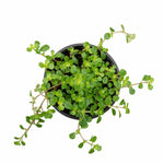 Pilea Tiny Tears