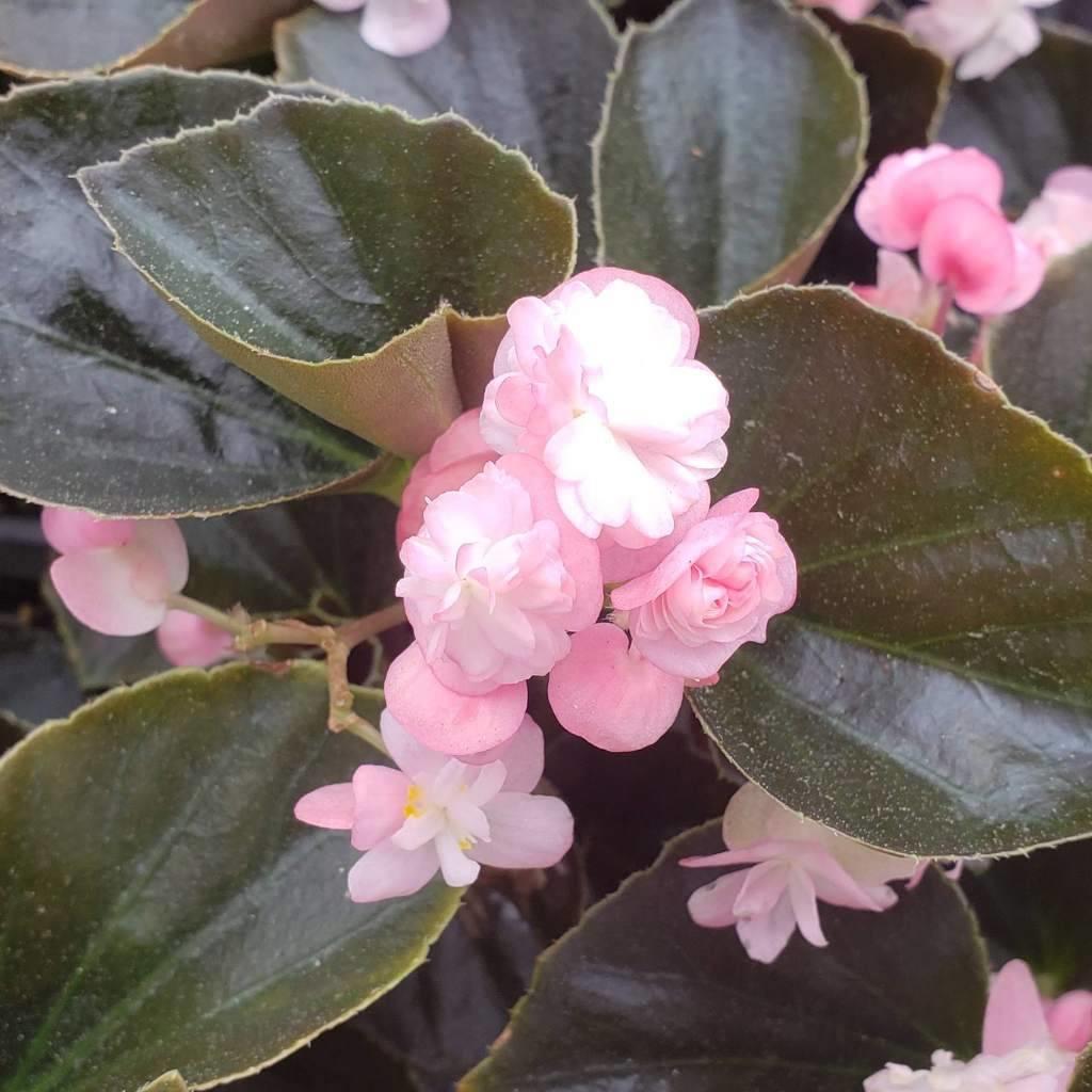 Begonia Double Lady Francis Pink, pink flowers on dark leaves.