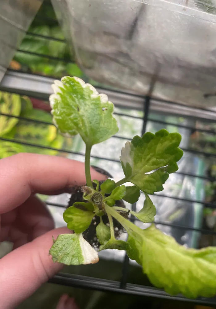 Small Swedish Ivy Mint starter, leaves visible, held in hand.