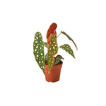Potted Angel Wing Begonia Maculata plant with spotted leaves USA