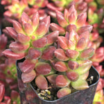 Sedeveria Hybrid Jet Beads, potted succulent with red and green leaves.