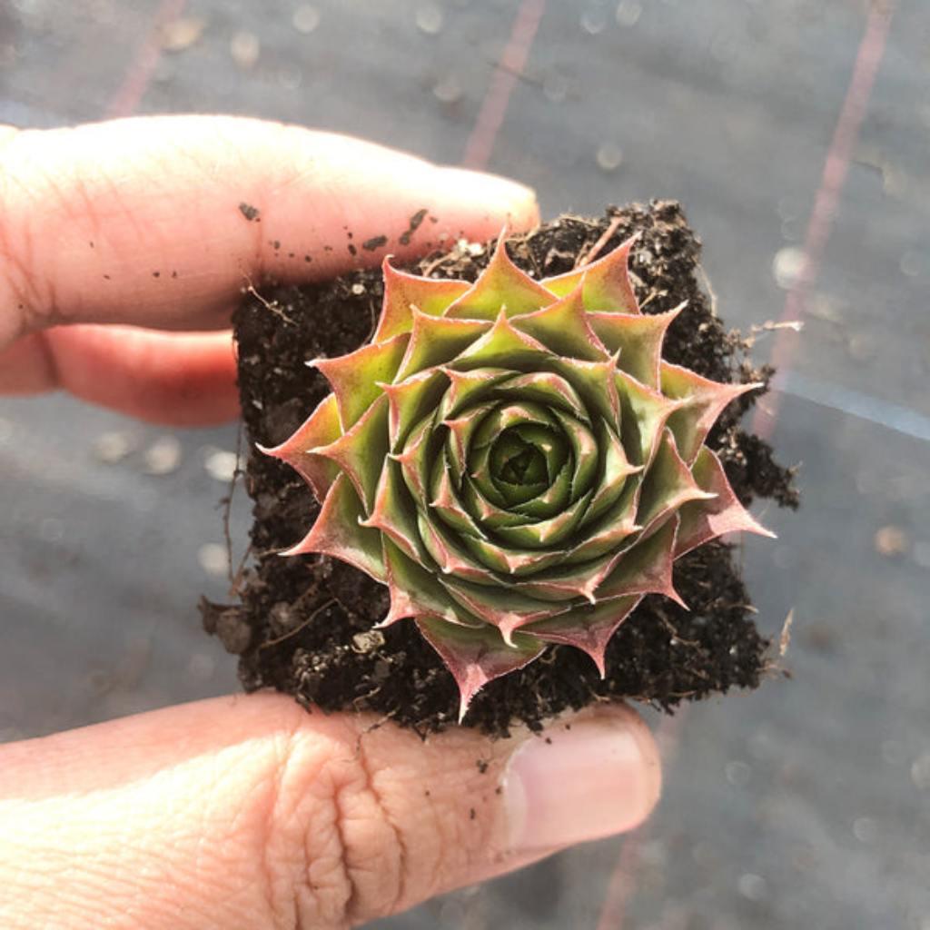 Sempervivum Silverine starter plant, rooted. Held in hand with soil.