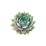 Sempervivum Silverine Succulent