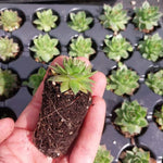 Sempervivum Kalinda rooted starter. Hand holding small succulent with soil.