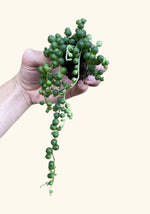 String of Pearls, starter plant, US online.