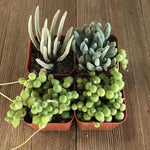 Senecio Succulent Pack, USA grown, four potted succulent plants