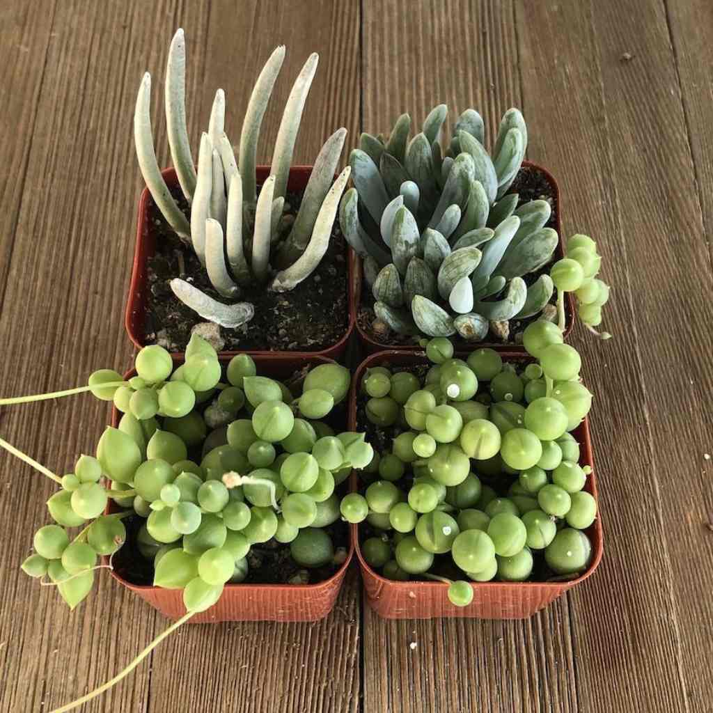 Senecio Succulent Pack, USA grown, four potted succulent plants