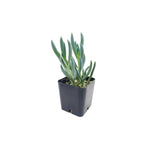 Senecio Mandraliscae Blue
