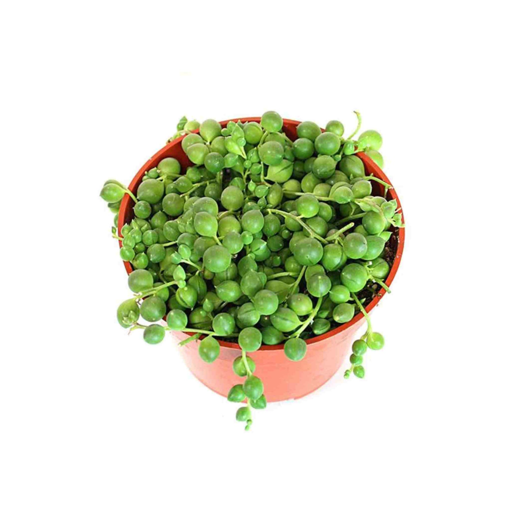 Senecio Rowleyanus, String of Pearls, USA grown, potted succulent.