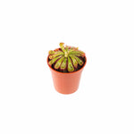 Sundew Drosera Spatulata