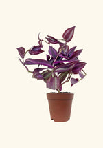 Tradescantia Purple