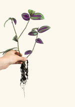 Purple Tradescantia starter, USA rooted plant.