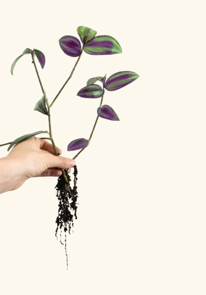 Purple Tradescantia starter, USA rooted plant.