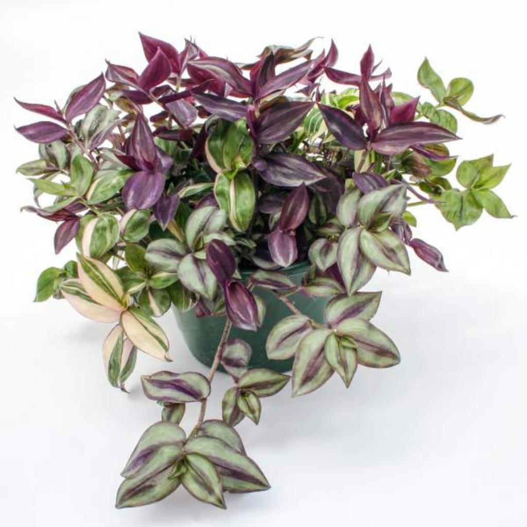 Variegated Tradescantia Combo Rhapsody. Purple, green, and white leaf patterns.